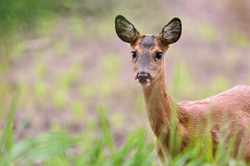 young roe deer goat © Duvekot Fotografie