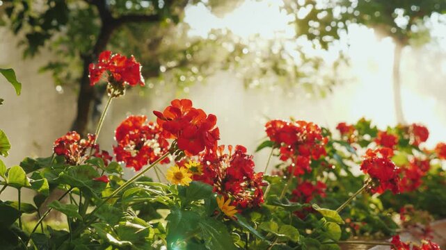Red geranium flowers blooming in garden under soft morning sunlight with water mist.