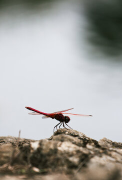 Scarlet Skimmer Resting Near Water. A vivid red dragonfly captured in a moment of stillness, set against a creamy, out-of-focus background suggesting a nearby pond or lake.