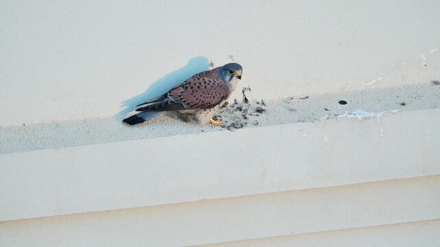 High-quality shot of a wild Common Kestrel falcon feeding on its caught prey upon an urban building ledge