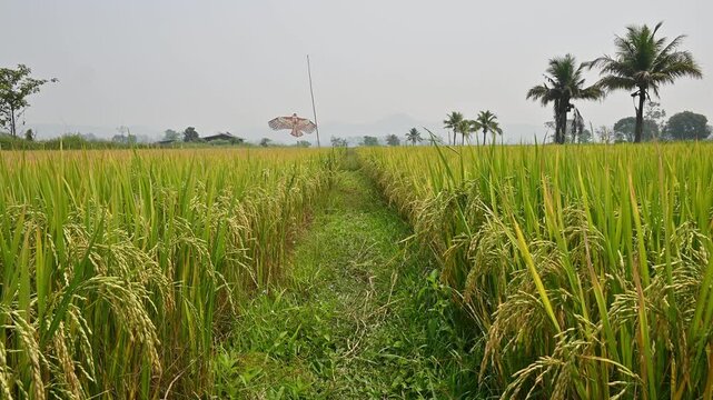 An environment in rice paddy field in rural Thailand. Thailand has a strong tradition of rice production. It has the fifth largest amount of rice cultivation in the world.