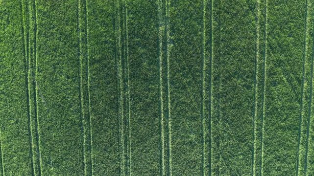 Drone footage flying above green agricultural fields with Predny Choc mountain rising in the background. Scenic spring countryside landscape in Liptov, Slovakia.
