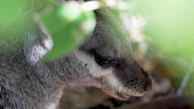Yardie Creek wallaby partially concealed among vegetation in serene landscape