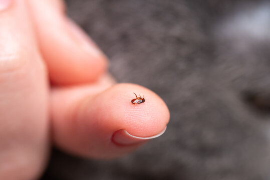 Macro photography of a flea on a human fingertip. Ectoparasite captured in close-up on skin illustrating the problem of parasitic infestation in domestic pets