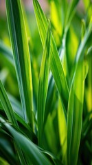 Fototapeta premium Close-up macro shot of vibrant green grass blades illuminated by soft sunlight, highlighting natural texture and growth