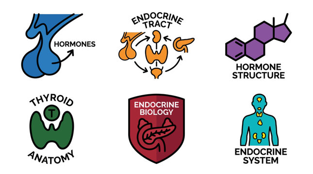 A detailed collection of vector medical graphics depicting the endocrine system, including hormone structure, tract anatomy, and various related biological elements, in a flat design style f