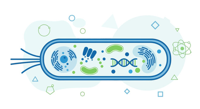 Bacterium Cell Structure Illustration: DNA, Ribosomes, Flagella, Nucleoid, Cytoplasm