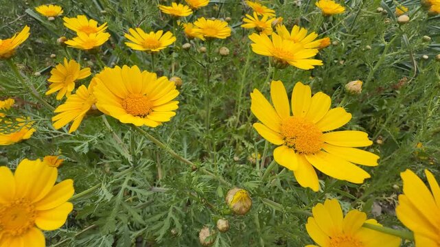 Bright yellow daisies blooming in a lush garden, perfect for nature backgrounds and spring themes
