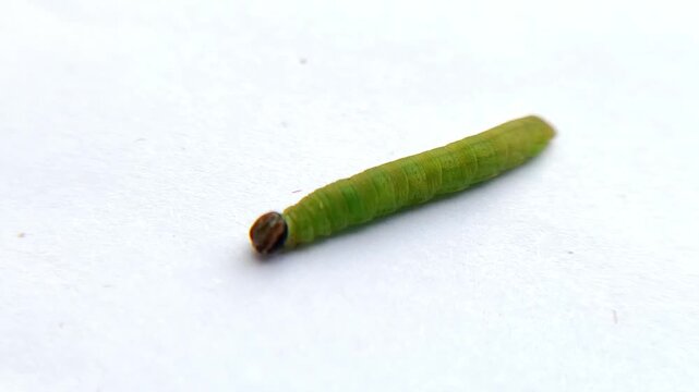 Macro photo of a green weaver caterpillar with a brown head (Least Skipper) (Ancyloxypha numitor) crawling on a white isolated background., larval stage of metamorphosis