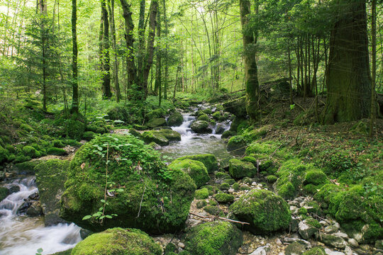 Les gorges du Pichoux sont des gorges situ&eacute;es sur le territoire des communes du Petit-Val et de la Haute-Sorne, le long de la Sorne, dans les cantons Berne et du Jura, en Suisse.