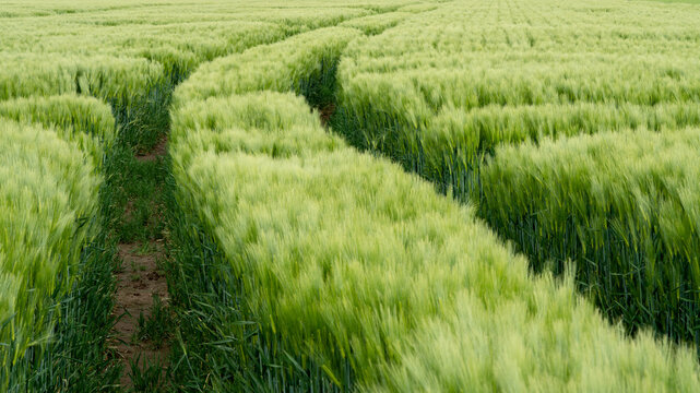 Wheat field with winding path in green landscape during sunny day in rural area