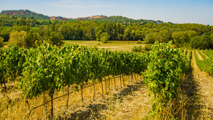 Obraz premium Vineyards and Roussillon on horizon. Vaucluse department of the Provence-Alpes-Cote d'Azur in France.