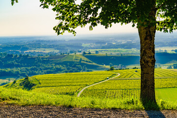 Obraz premium Vineyards on hills, Jura wine region, Bourgogne-Franche-Comte in eastern France.