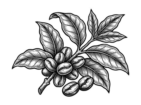 Engraving style illustration of a coffee branch with beans and leaves