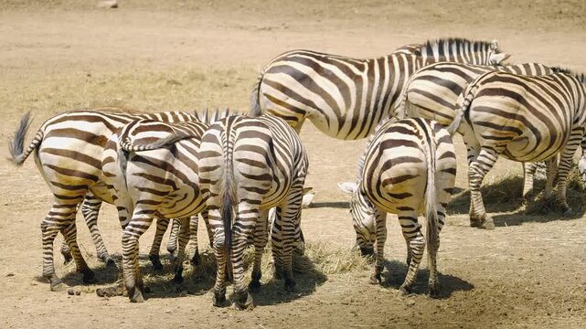 Zebra Herd Grazing on Dry Savanna Grassland