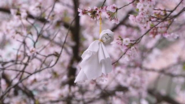 Teru Teru Bozu Doll Hanging Among Pink Cherry Blossoms