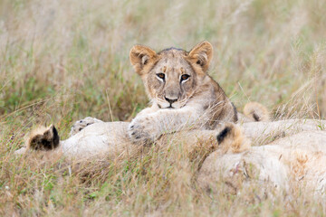 Obraz premium a lion cub looking out over the lioness