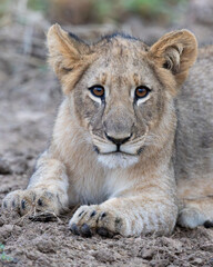 Fototapeta premium a lion cub making eye contact