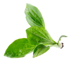 Fresh plantain leaves isolated on white background. Plantago major, green medicinal herb, healing plant foliage. Clipping path. © vandycandy
