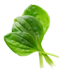 Fresh plantain leaves isolated on white background. Plantago major herb. Medicinal green leaves for traditional medicine. Clipping path. © vandycandy