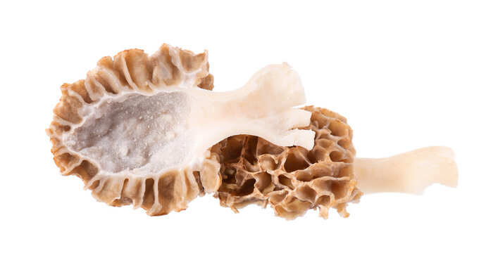 Morel mushroom isolated on white background. Morchella esculenta. Spring edible fungi. Clipping path.