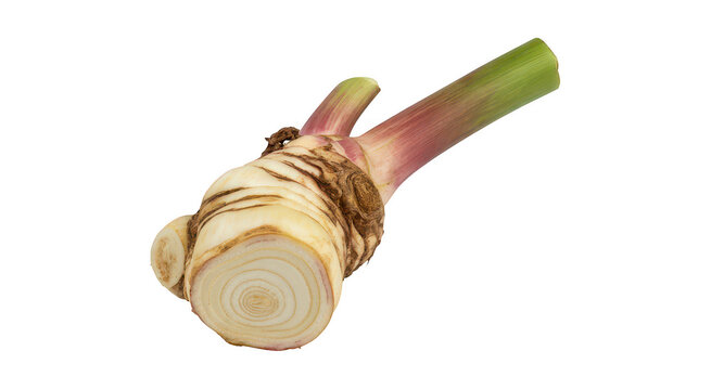 Fresh raw celery root celeriac vegetable on a transparent background isolated on a transparent background