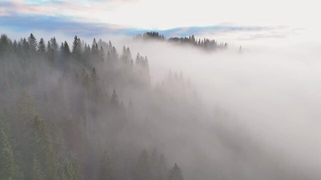 Misty Carpathian Forest Above Morning Clouds, aerial mountain video frame with spruce trees, fog layers and soft sunrise sky