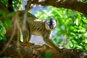Fototapeta premium Close-up portrait of a Brown Lemur (Eulemur fulvus) sitting on a tree branch with lush green leaves in the background.
