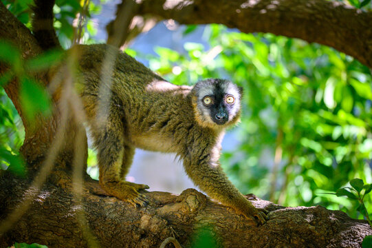 Close-up portrait of a Brown Lemur (Eulemur fulvus) sitting on a tree branch with lush green leaves in the background.