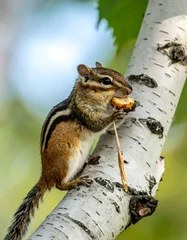 Chipmunk perched on birch tree branch enjoying a snack outdoors © Jolodong