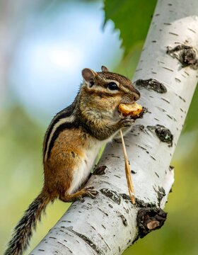 Chipmunk perched on birch tree branch enjoying a snack outdoors