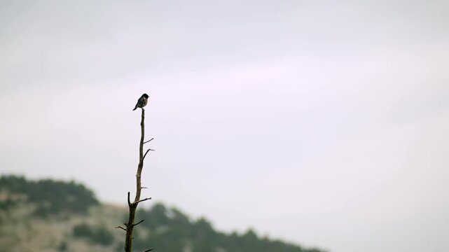 A small stonechat bird perched at the top of a tree singing. Birdwatching theme.