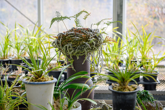 Squirrel's foot fern (Davallia mariesii) moss ball displayed on a ceramic vase in a greenhouse