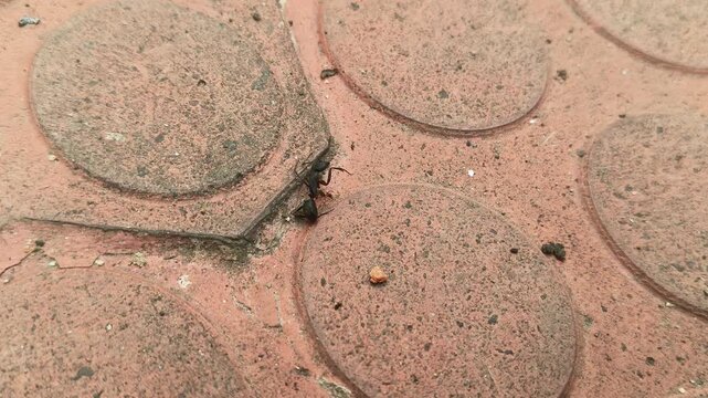 A small ant is dragging away a large, dead black ant. This ant can easily carry objects that weigh several times its own weight. Its illustrates the behavior of ants within the context of a food chain