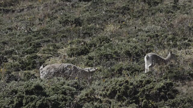 Bharal Himalayan Blue Sheep Grazing in High Himalayas Near Mu Gompa Nepal