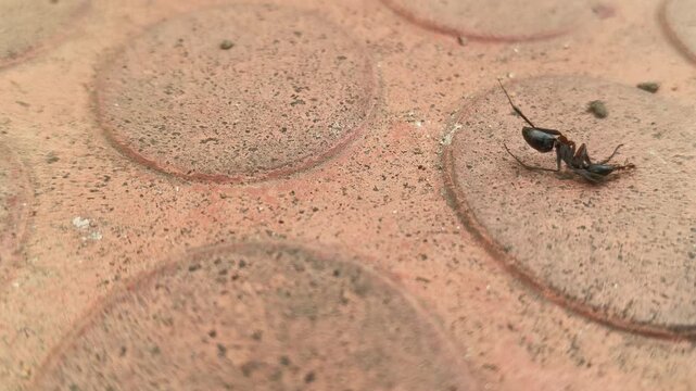 A small ant is dragging away a large, dead black ant. This ant can easily carry objects that weigh several times its own weight. Its illustrates the behavior of ants within the context of a food chain