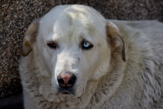 Akbash: the noble guardian with different-colored eyes