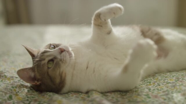 Playful Cat Hunting Toy On Bed