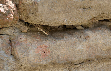 Obraz premium Small Lizard Hiding in a Brick Wall Crevice