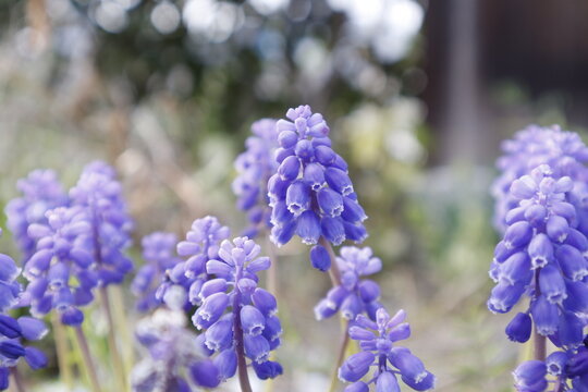 春の庭に密集して咲く青紫のムスカリ（Blue-purple muscari flowers blooming densely in a spring garden）