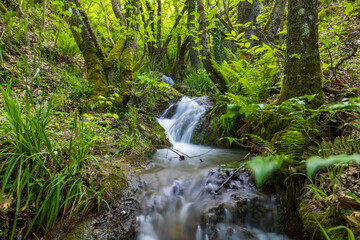 Obraz premium Small waterfall and fast flowing stream in a lush green forest, long exposure.