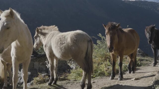 Horses Enjoying Morning Sun in Chhokang Paro Village with Ganesh Himal Range in Tsum Valley Nepal
