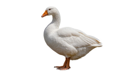 White goose with orange beak standing, isolated on transparent background © Aliona