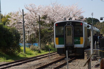 Fototapeta premium 春の列車と桜