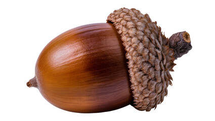 Brown acorn with textured cap, isolated on transparent background © Aliona