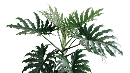 Large green philodendron bipinnatifidum leaves with deep lobes, isolated on transparent background © Aliona