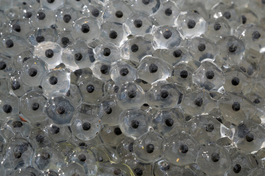 Macro image of freshly laid spawn of the European Common Frog (Rana temporaria
Detail macro view of frog spawn floating in shallow freshwater.