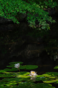 水面に浮かぶ睡蓮の花