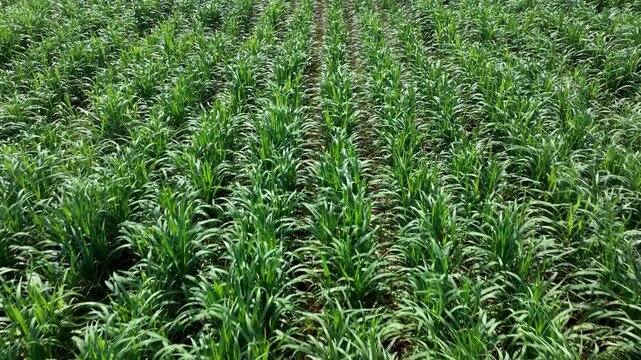 Low Altitude Drone Tracking Flight Over Vibrant Green Corn Field In Summer