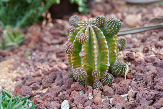 Lobivia cactus plant with numerous small offsets growing on red volcanic rock bed